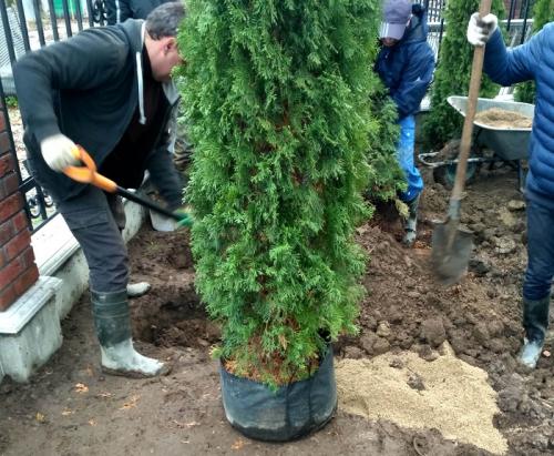 Что посадить вдоль забора от соседей. Какие деревья посадить у забора