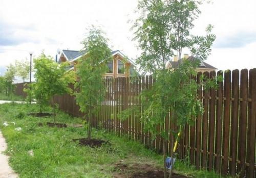 Что посадить вдоль забора от соседей. Какие деревья посадить у забора
