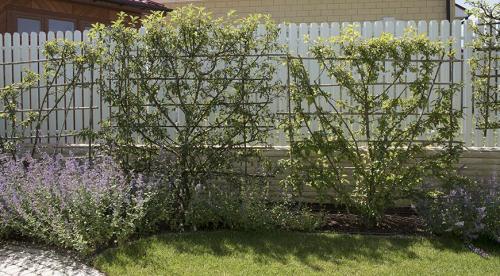 Что посадить вдоль забора. Преимущества посадки растений у забора 03 Что посадить вдоль забора. Преимущества посадки растений у забора 03