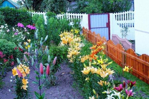Композиции вдоль забора. Что посадить вдоль забора: самые лучшие растения