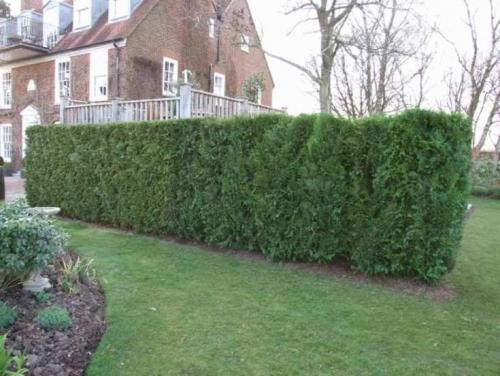 Что посадить в тени кустарники. Какие растения растут в тени