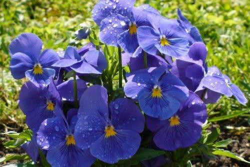 Композиции вдоль забора. Что посадить вдоль забора: самые лучшие растения