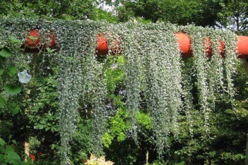 Ампельные растения с серебристыми листьями. Дихондра (50 фото): виды, выращивание и правильный уход