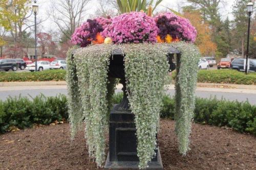 Ампельные растения с серебристыми листьями. Дихондра (50 фото): виды, выращивание и правильный уход