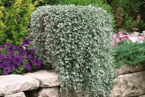 Ампельные растения с серебристыми листьями. Дихондра (50 фото): виды, выращивание и правильный уход