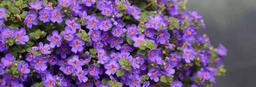 Ампельные садовые многолетники. Цветочная вуаль: как подобрать лучшие ампельные растения для сада