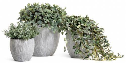 7 лучших ампельных растений для вашего сада…. 9 лучших ампельных растений 11