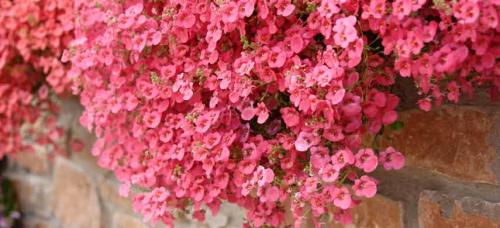 Ампельные садовые многолетники. Цветочная вуаль: как подобрать лучшие ампельные растения для сада