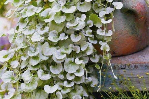 Ампельные растения с серебристыми листьями. Дихондра (50 фото): виды, выращивание и правильный уход