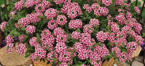 Ампельные садовые многолетники. Цветочная вуаль: как подобрать лучшие ампельные растения для сада