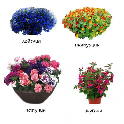 7 лучших ампельных растений для вашего сада…. 9 лучших ампельных растений