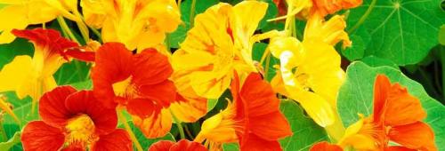 Ампельные садовые многолетники. Цветочная вуаль: как подобрать лучшие ампельные растения для сада