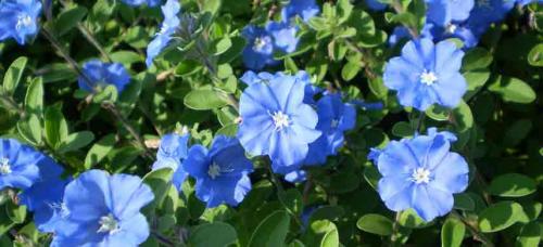 Ампельные садовые многолетники. Цветочная вуаль: как подобрать лучшие ампельные растения для сада