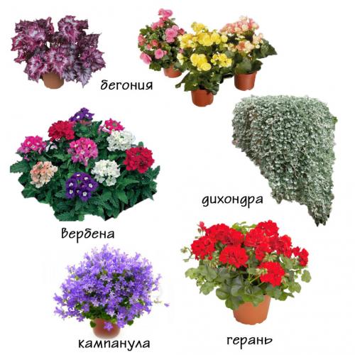 7 лучших ампельных растений для вашего сада…. 9 лучших ампельных растений