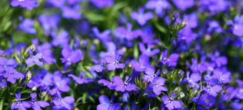 Ампельные садовые многолетники. Цветочная вуаль: как подобрать лучшие ампельные растения для сада