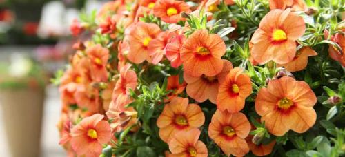 Ампельные садовые многолетники. Цветочная вуаль: как подобрать лучшие ампельные растения для сада