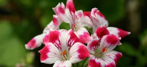 Ампельные садовые многолетники. Цветочная вуаль: как подобрать лучшие ампельные растения для сада