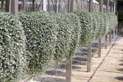 Ампельные растения с серебристыми листьями. Дихондра (50 фото): виды, выращивание и правильный уход