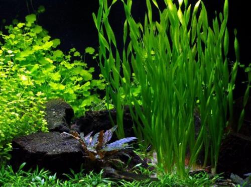 Как научиться выращивать аквариумные растения. Как посадить аквариумные растения