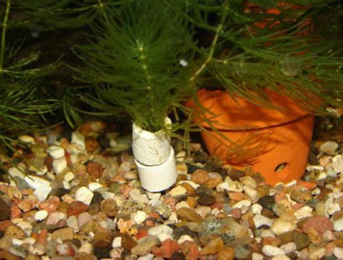 Как научиться выращивать аквариумные растения. Как посадить аквариумные растения