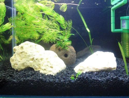 Как научиться выращивать аквариумные растения. Как посадить аквариумные растения