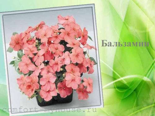 Цветочные композиции в кашпо. Какие цветы можно посадить в кашпо на улице