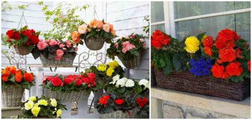 Цветочные композиции в кашпо и балконных ящиках. Клумба на балконе: как создать цветущий мини-сад 