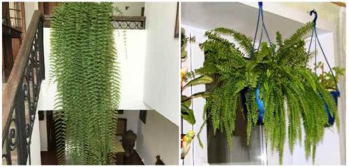 Цветочные композиции в кашпо и балконных ящиках. Клумба на балконе: как создать цветущий мини-сад 