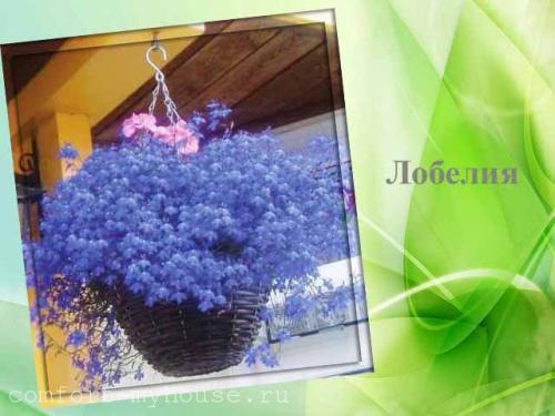 Цветочные композиции в кашпо. Какие цветы можно посадить в кашпо на улице