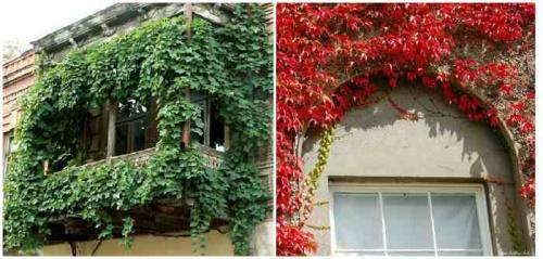 Цветочные композиции в кашпо и балконных ящиках. Клумба на балконе: как создать цветущий мини-сад 