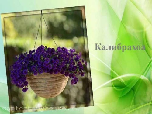 Цветочные композиции в кашпо. Какие цветы можно посадить в кашпо на улице