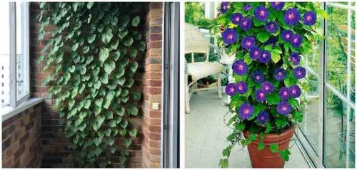 Цветочные композиции в кашпо и балконных ящиках. Клумба на балконе: как создать цветущий мини-сад 