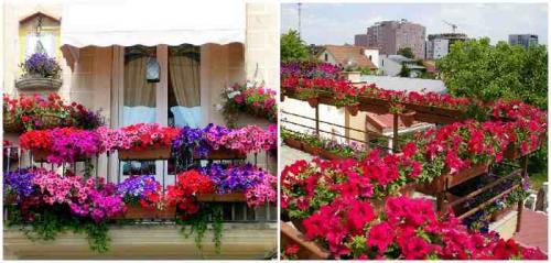 Цветочные композиции в кашпо и балконных ящиках. Клумба на балконе: как создать цветущий мини-сад 