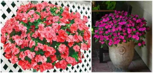 Цветочные композиции в кашпо и балконных ящиках. Клумба на балконе: как создать цветущий мини-сад 