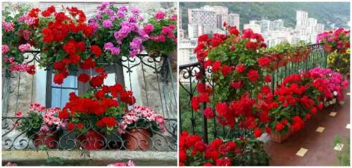 Цветочные композиции в кашпо и балконных ящиках. Клумба на балконе: как создать цветущий мини-сад 