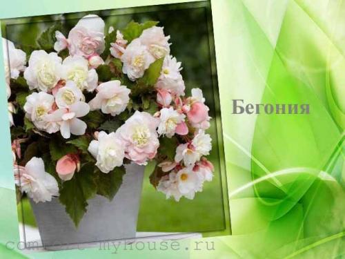 Цветочные композиции в кашпо. Какие цветы можно посадить в кашпо на улице