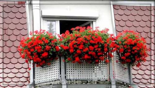 Цветочные композиции в кашпо. Какие цветы можно посадить в кашпо на улице