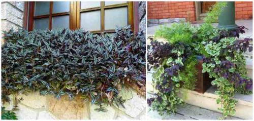 Цветочные композиции в кашпо и балконных ящиках. Клумба на балконе: как создать цветущий мини-сад 