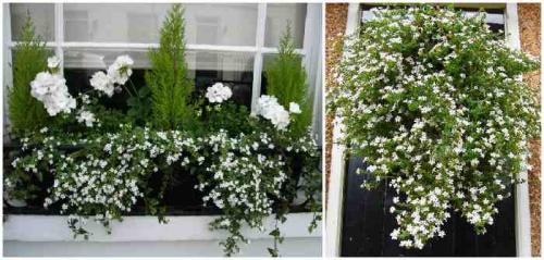 Цветочные композиции в кашпо и балконных ящиках. Клумба на балконе: как создать цветущий мини-сад 