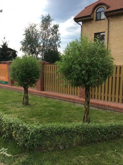 Что посадить вдоль забора из профнастила. Какие деревья посадить у забора