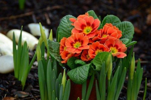 Композиции вдоль забора. Что посадить вдоль забора: самые лучшие растения