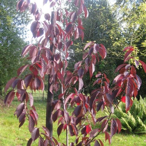 Что посадить вдоль забора из профнастила. Какие деревья посадить у забора