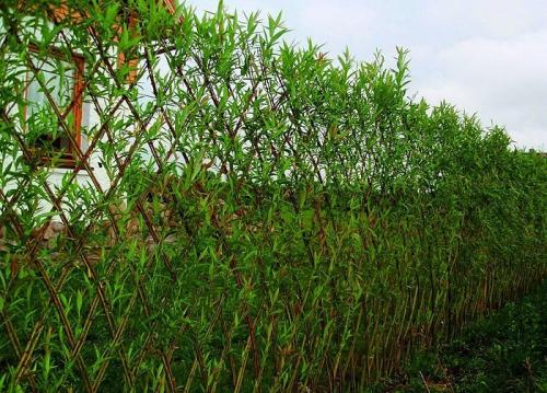 Что посадить вдоль забора из профнастила. Какие деревья посадить у забора