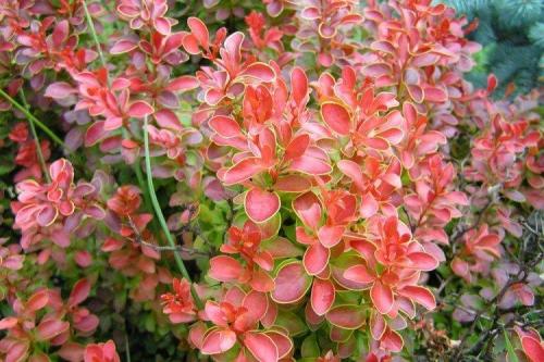 Композиции вдоль забора. Что посадить вдоль забора: самые лучшие растения