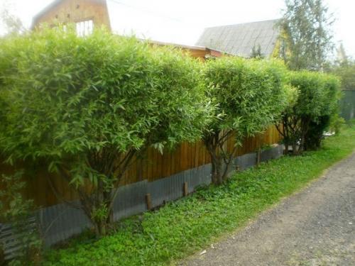 Что посадить вдоль забора из профнастила. Какие деревья посадить у забора