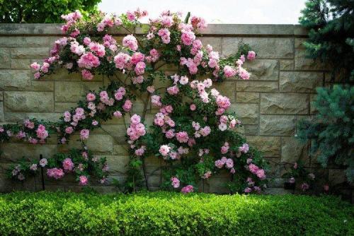 Композиции вдоль забора. Что посадить вдоль забора: самые лучшие растения