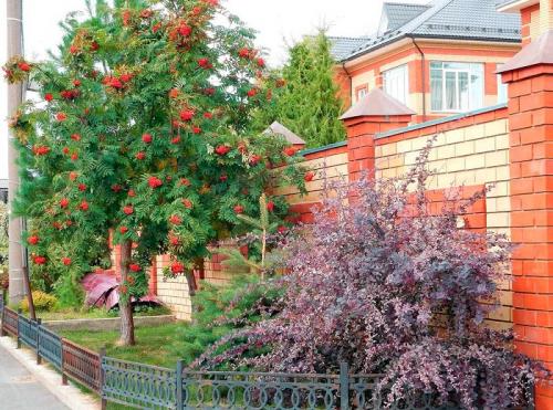 Что посадить вдоль забора из профнастила. Какие деревья посадить у забора