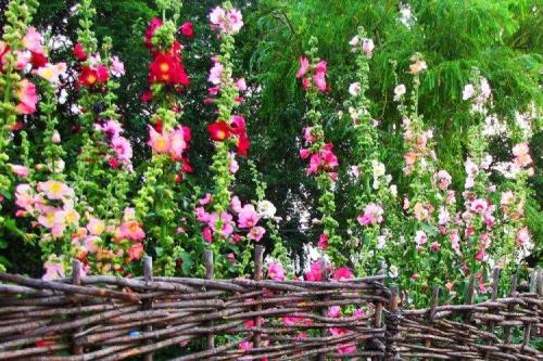 Композиции вдоль забора. Что посадить вдоль забора: самые лучшие растения