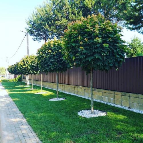 Что посадить вдоль забора из профнастила. Какие деревья посадить у забора