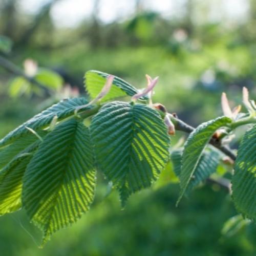 Многолетники для северной стороны сада. Самые морозостойкие многолетники для севера — широкий выбор для каждого цветовода 13 Многолетники для северной стороны сада. Самые морозостойкие многолетники для севера — широкий выбор для каждого цветовода 13
